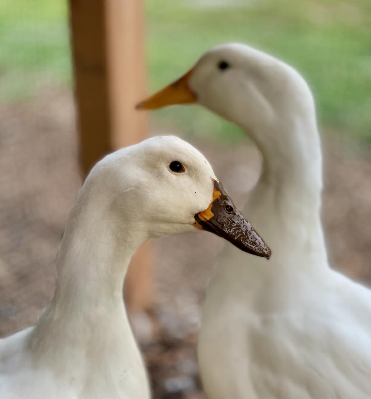 ducks Pekin ducks with mud on bill
