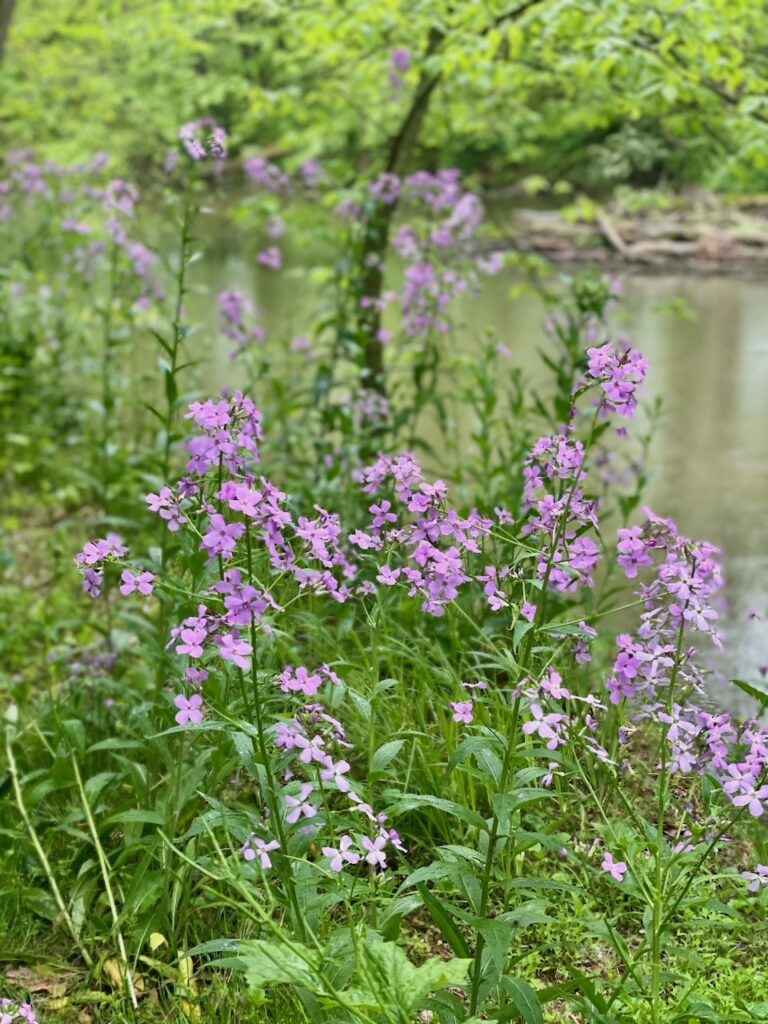 Dame's rocket along creek
