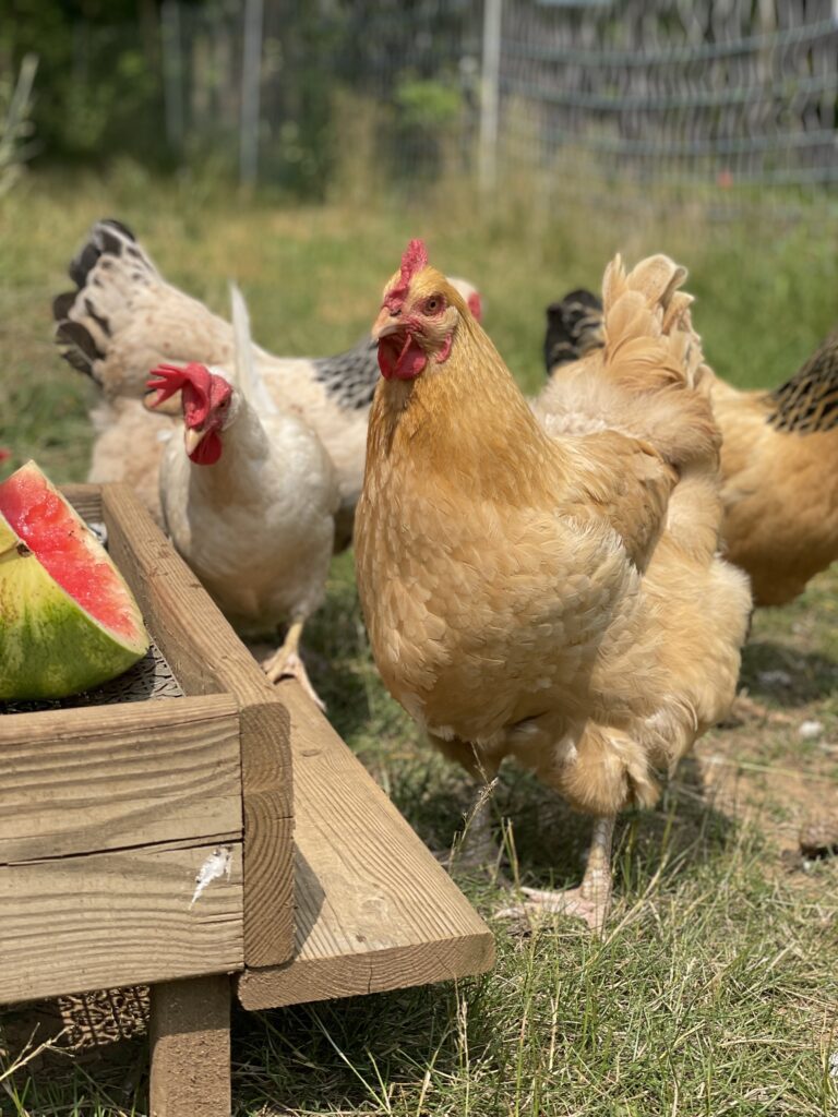 Chicken getting ready to enjoy a cool treat on a hot day.