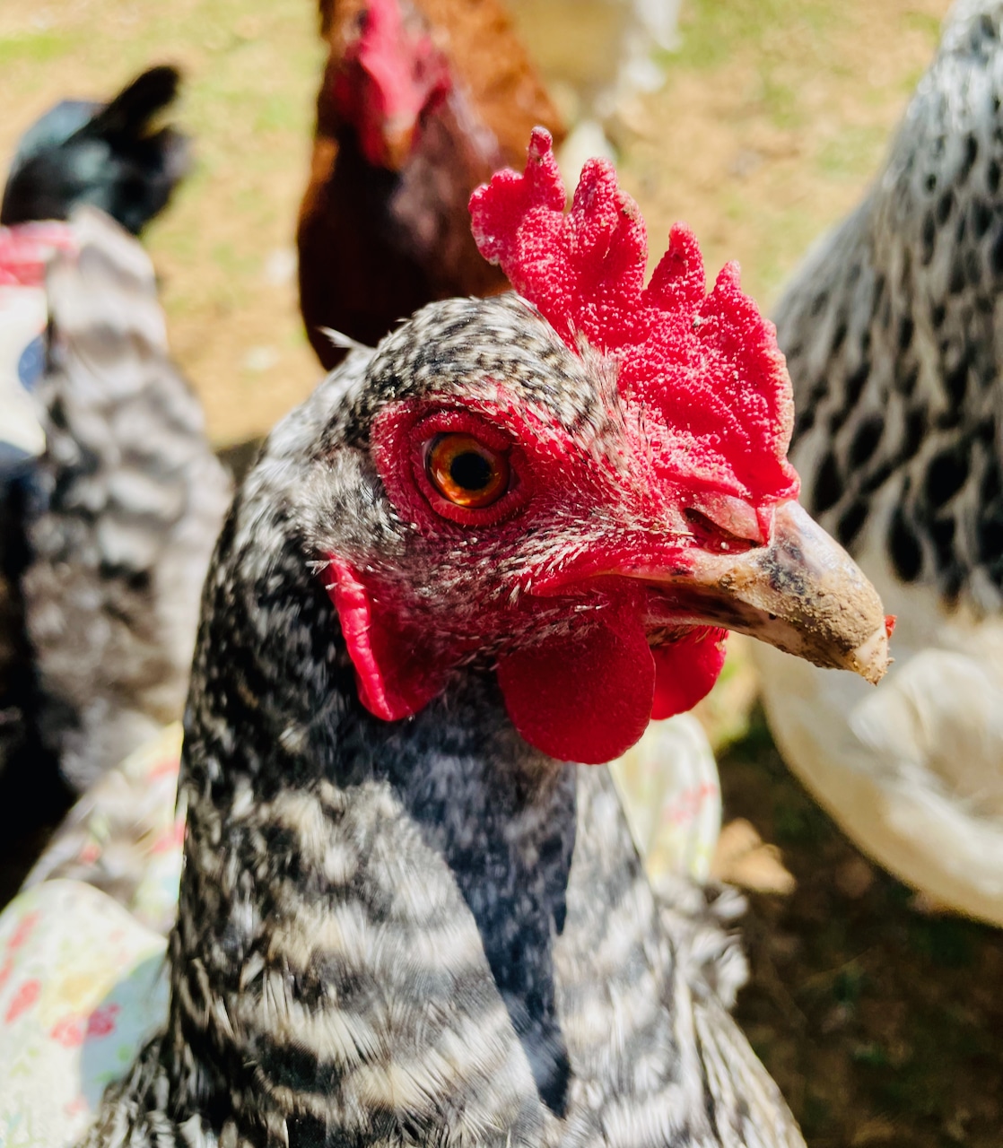 Up close chicken face