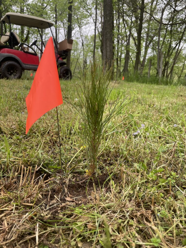 loblolly pine sapling and marker flag