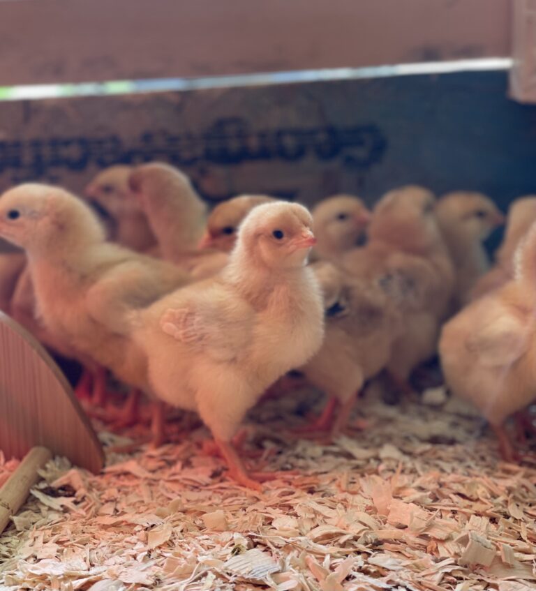 Freedom Ranger meat birds
